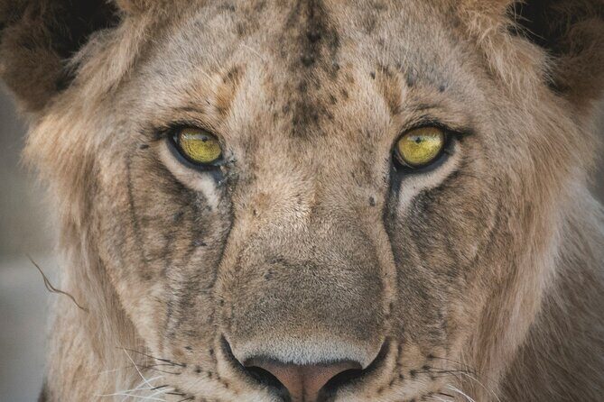 4-Days Tour to Tanzania National parks - Meals and Lodging: Keeping Energy Up for Long Wildlife Days