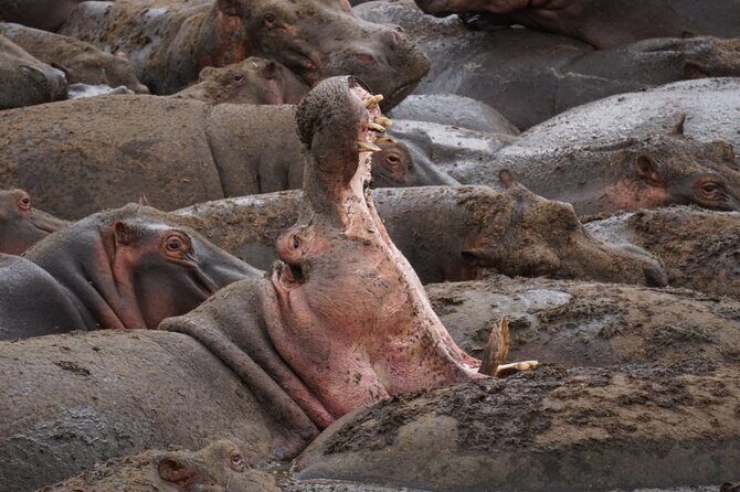 4 Days Wildlife Tanzania Adventure - Ngorongoro Crater Day 4: the 600-meter descent and Lake Magadi