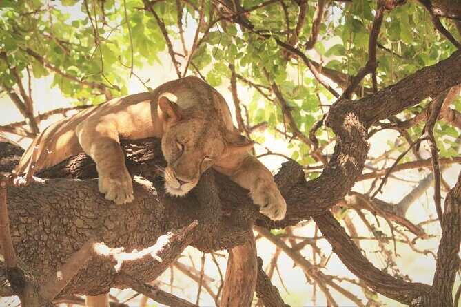 4 Days:tanzania Budget Safari - Key things to know before you go