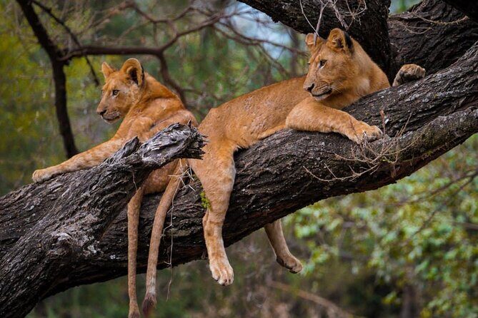 4 Days:tanzania Budget Safari - Lake Manyara: tree-climbing lions, old tuskers, and fig-tree monkeys