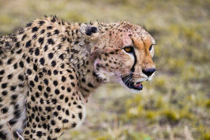 4 Days:tanzania Budget Safari - Accommodation rhythm: budget style with a strategic base in Karatu