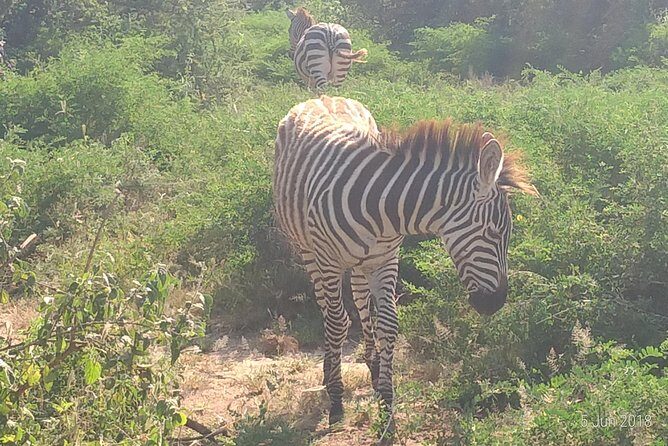 4day's Safari - Tarangire National Park in a 4-Day Rhythm (What to Expect)