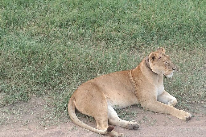 4day's Safari - Small Group Size (Max 12): Why Your Guide Style Matters