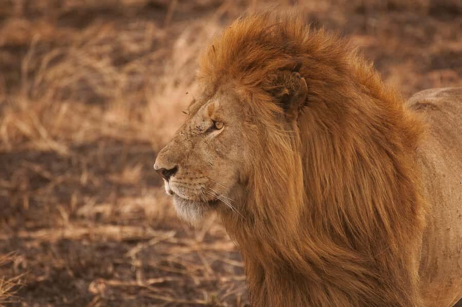 5-day Affordable Joint Group Safari (with Extra Activities) - Key highlights worth your attention
