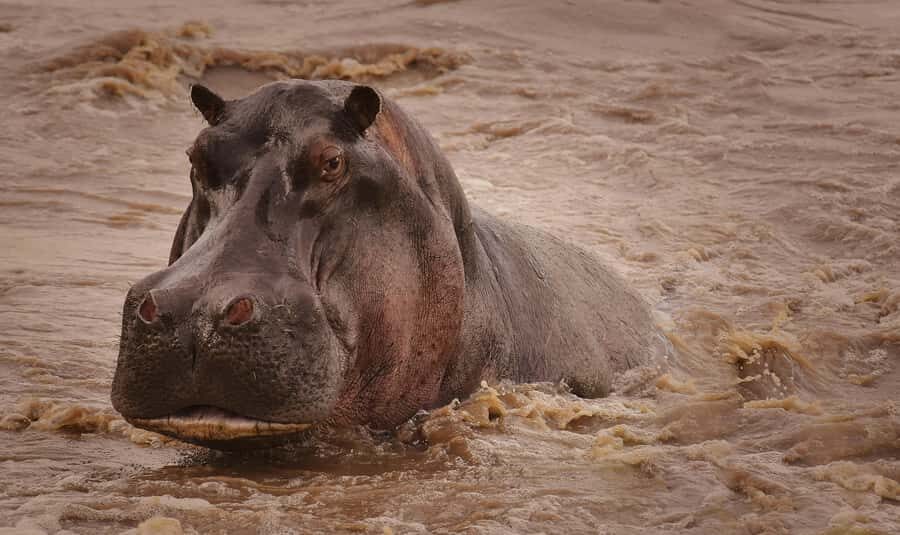 5-day Affordable Joint Group Safari (with Extra Activities) - 5 Days Through Northern Tanzania: What You Really Get for $1,360