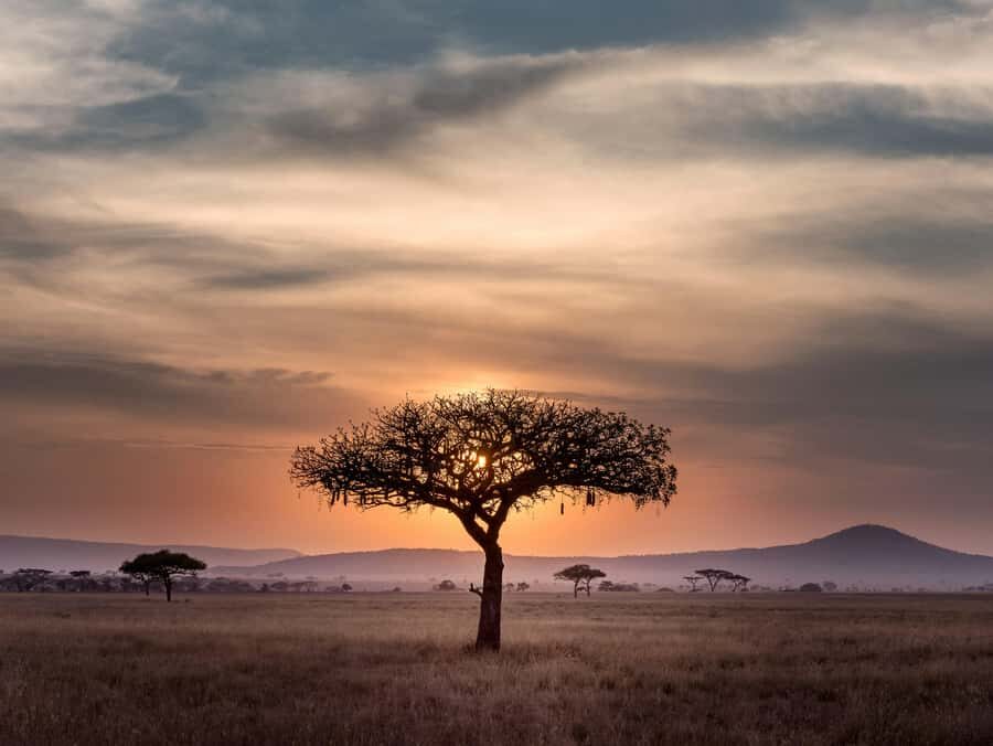 5-day Affordable Joint Group Safari (with Extra Activities) - Days 2–3: Serengeti National Park With Two Full Drive Days