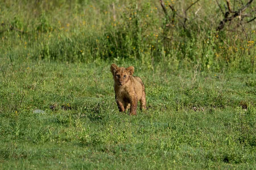 5-day Affordable Joint Group Safari (with Extra Activities) - Day 4: Ngorongoro Conservation Area and the Crater Picnic