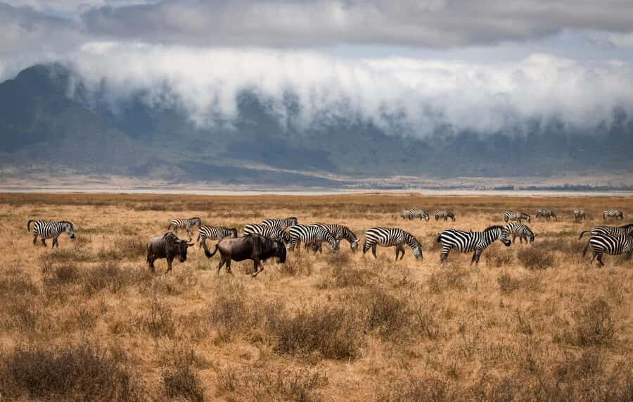 5-day Affordable Joint Group Safari (with Extra Activities) - Arthur and the Human Side: Guides, Cooking, and How Comfort Impacts the Trip
