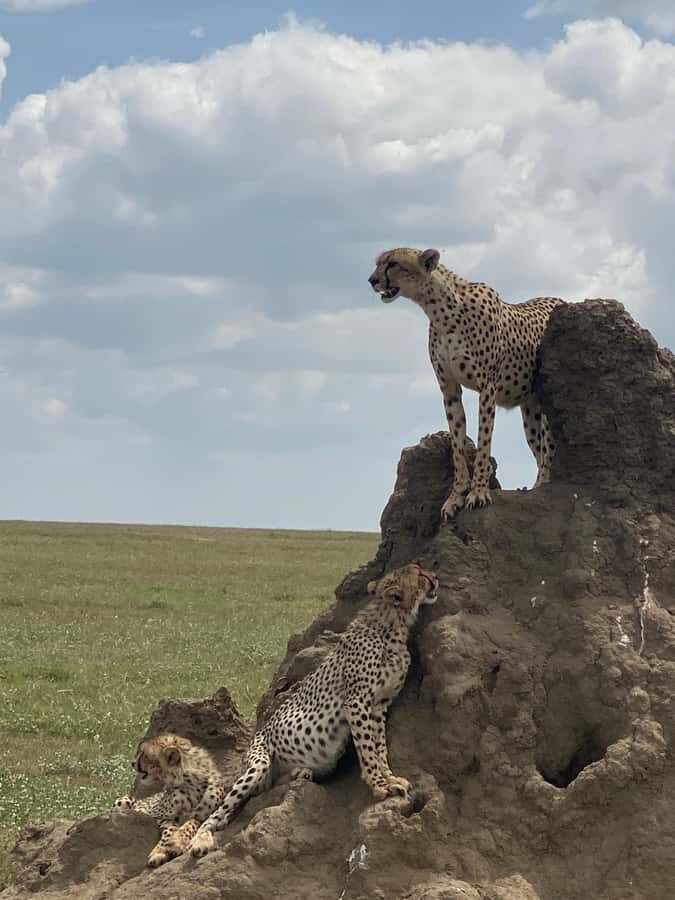 5-day Affordable Joint Group Safari (with Extra Activities) - Day 1: Tarangire National Park and Karatu Campsite