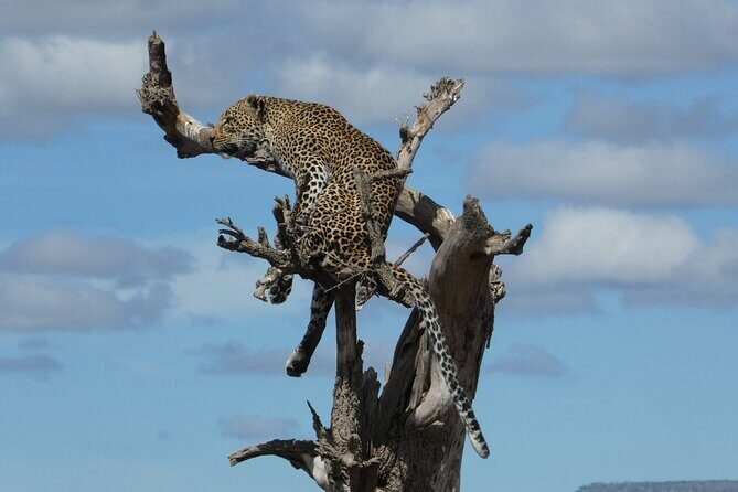 5-Day Group Tour Mid Range - Why This 5-Park Tanzania Loop Works From Arusha