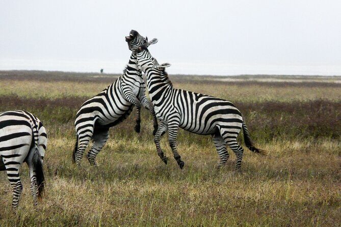 5-Day Group Tour Mid Range - Day 2 in the Serengeti: Plains-Scale Game Drives and Big-Game Odds