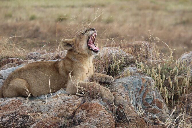5-Day Highlights mid-Range Crater, Serengeti, Tarangire - Getting the most from game drives (without stressing yourself out)