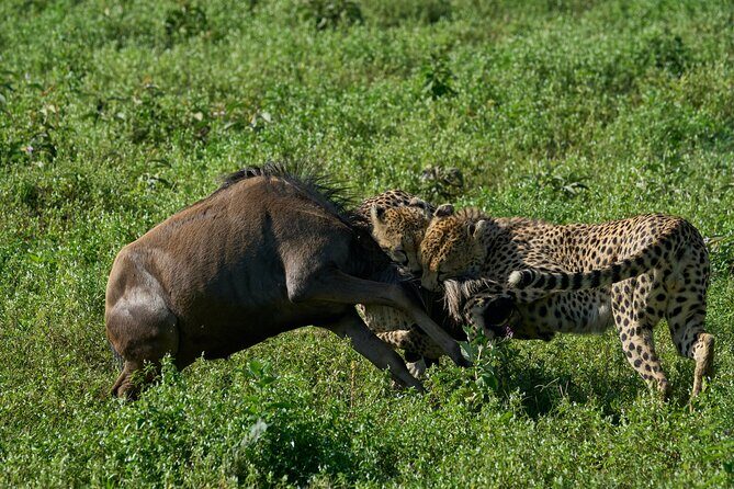 5-Day Majestic Tanzania Safari - High End All Inclusive - Serengeti Central Serengeti Day 3: full-day focus and sundowners