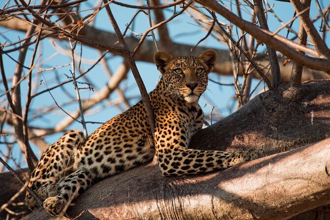 5-Day Mid-Range Safari in Tanzania - Tarangire National Park: elephants, baobabs, and a serious bird count