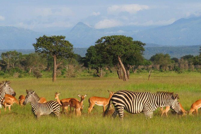 5-Day Mikumi & Ruaha Tanzania Wildlife Lodge Safari - Key highlights worth noting