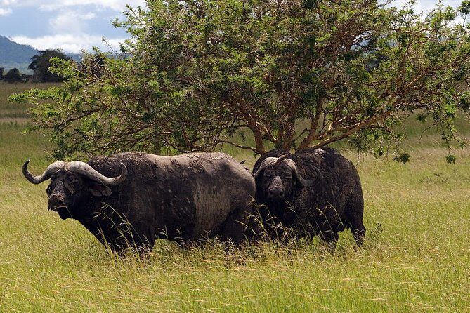 5-Day Mikumi & Ruaha Tanzania Wildlife Lodge Safari - Mikumi and Ruaha: why this southern route feels different