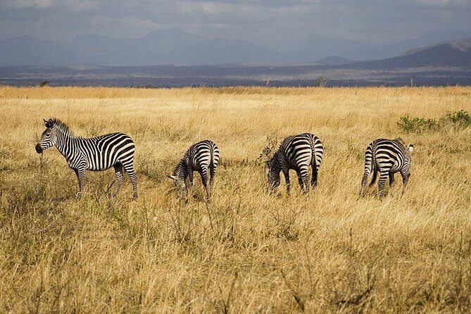 5-Day Mikumi & Ruaha Tanzania Wildlife Lodge Safari - Day 1 in Mikumi: game drives built for big sightings