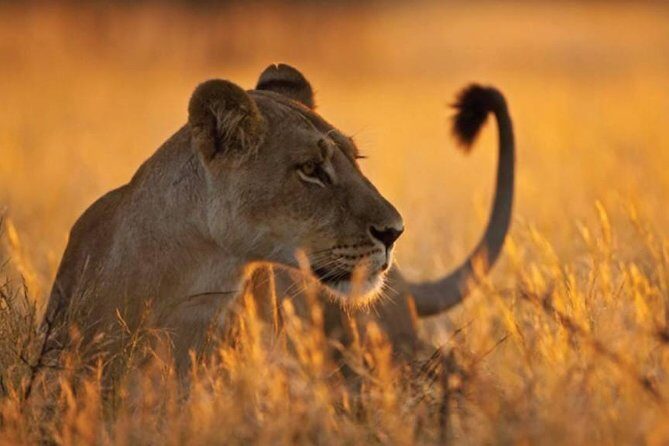 5-Day Mikumi & Ruaha Tanzania Wildlife Lodge Safari - Day 2: heading to Ruaha via Iringa for lunch, then short evening drives