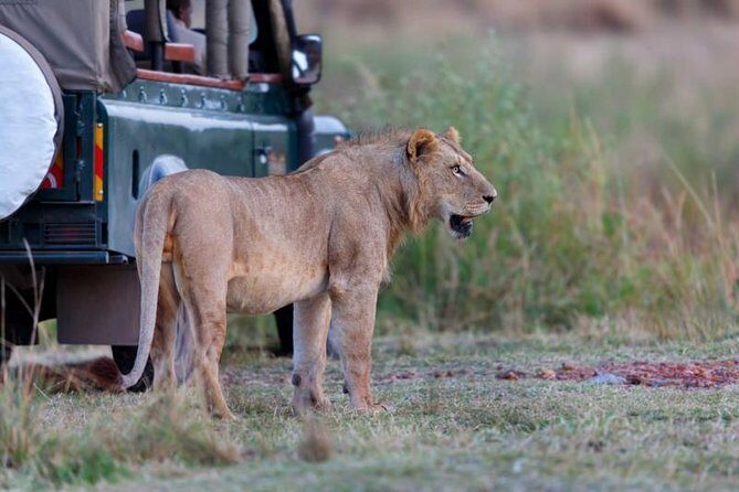 5-Day Mikumi & Ruaha Tanzania Wildlife Lodge Safari - Day 4 Ruaha walking safari: touching the wild, plus Iringa for dinner and a hotel night