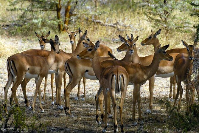 5-Day Mikumi & Ruaha Tanzania Wildlife Lodge Safari - How to get more from the game drives you’re given