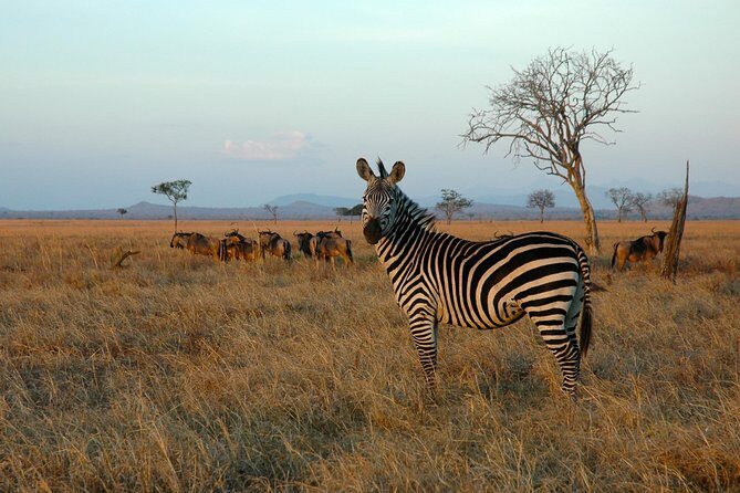 5-Day Mikumi & Ruaha Tanzania Wildlife Lodge Safari - Price and value check: what $1,700 per person really buys