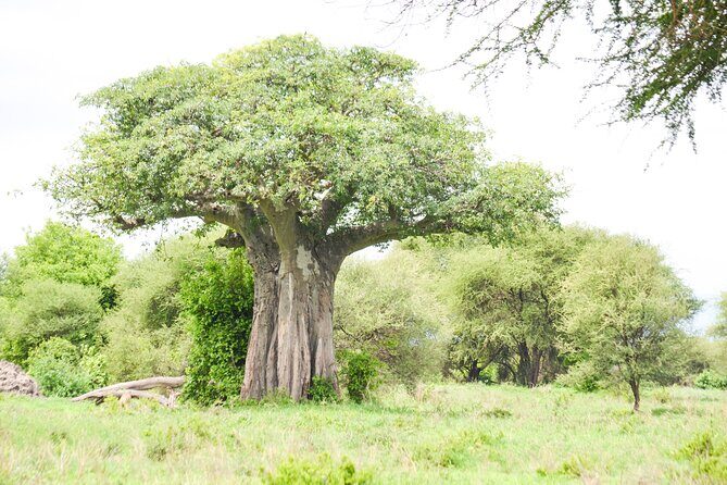 5 Day Private Lodge & Camping Tour of Tarangire, Serengeti & Ngorongoro Crater - Day 3 sunrise in the Serengeti: when predators make their move
