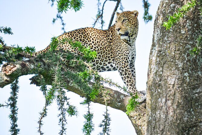 5 Day Private Lodge & Camping Tour of Tarangire, Serengeti & Ngorongoro Crater - Day 5 Ngorongoro Crater: the one-day concentration of wildlife