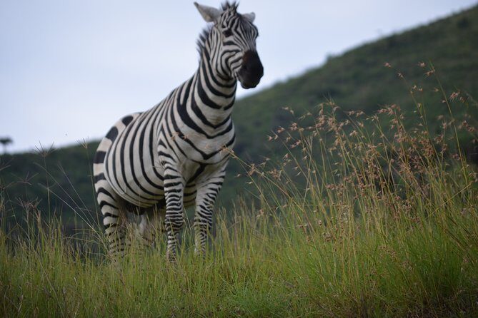 5 Day Private Lodge & Camping Tour of Tarangire, Serengeti & Ngorongoro Crater - Day 2 toward Serengeti: a scenic transfer through the Ngorongoro Conservation Area