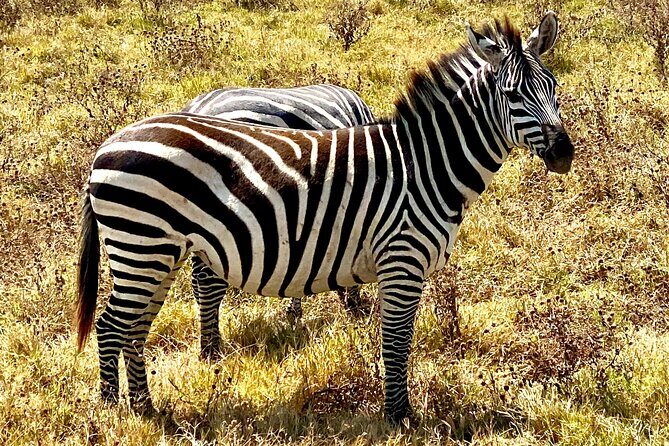 5-Day Private Safari in The Serengeti with Accommodation - Why this private Serengeti safari feels like real value