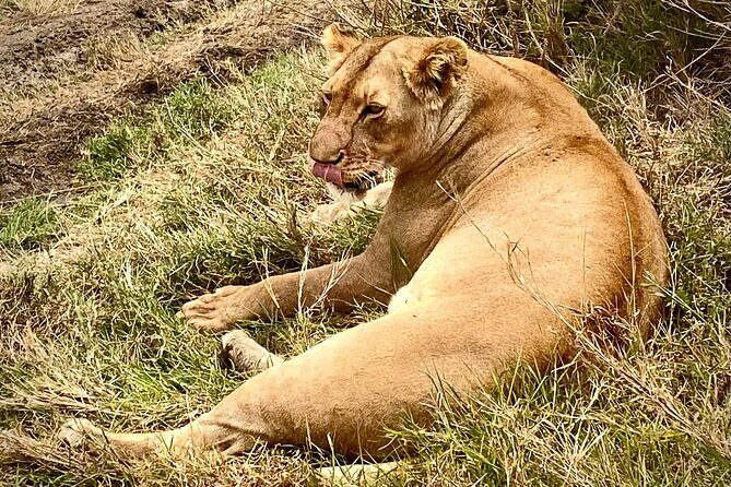 5-Day Private Safari in The Serengeti with Accommodation - Day 3 in the Serengeti: prime game viewing, with June migration context