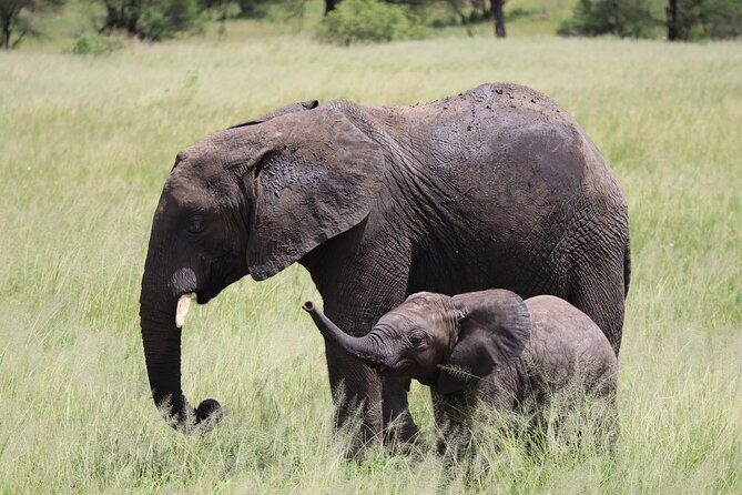 5-Day Private Safari in The Serengeti with Accommodation - Day 4 at Ngorongoro Crater: Africa’s Eden and Big Five in one concentrated arena