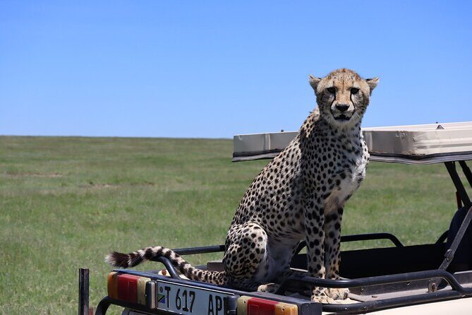 5-Day Private Safari in The Serengeti with Accommodation - Price, meals, and what you still need to budget