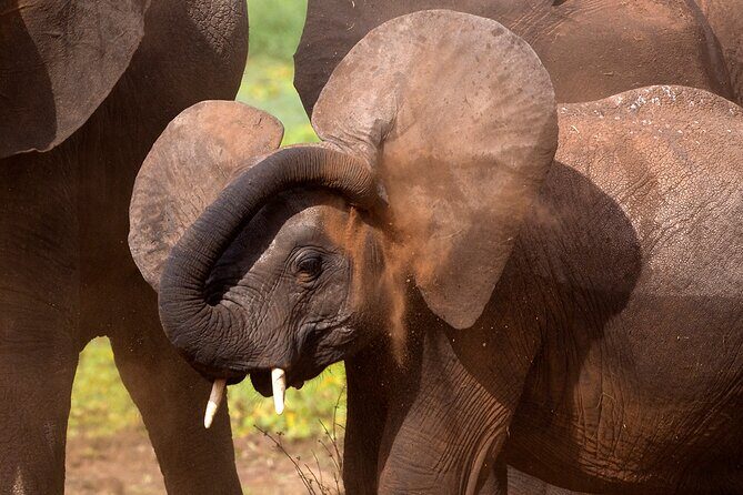 5-Day Private Safari Tour in Northern Tanzania - Serengeti National Park: Two Full Days for Migration Energy and Big-Cat Focus