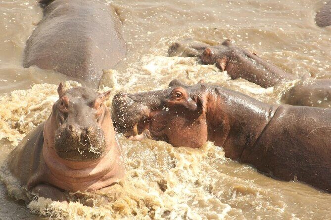 5 day safari Tarangire Serengeti and Ngorongoro crater - Day 5: Ngorongoro Crater—30,000 animals, black rhino, and a packed food web
