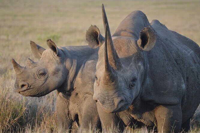 5 Day: Scenic Northern Circuit Safari - Arusha Start: how the private 4x4 safari setup affects your day