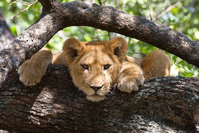 5 Day: Scenic Northern Circuit Safari - Day 5 Ngorongoro Crater floor: a morning in the caldera, then the drive back