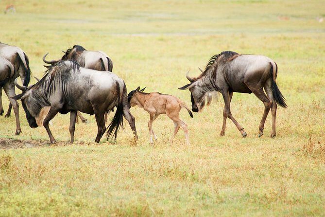 5 Day Serena Luxury Tanzania Safari - Luxury Safari Route: Tarangire, Serengeti, Ngorongoro, and the Lake Manyara Question