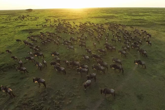 5 Day Serena Luxury Tanzania Safari - Ngorongoro Conservation Area: Tracker-Guide Time and the Crater Rim Descent