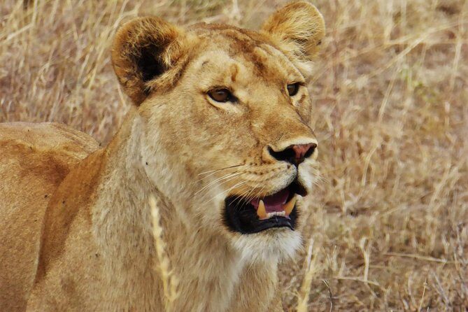 5 Day Serena Luxury Tanzania Safari - Private Tour Comfort and What Included Really Means for Value