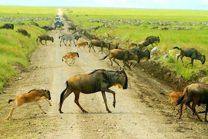 5 Day Serena Luxury Tanzania Safari - Serena Hotels and Meal Days: The Real Comfort Score
