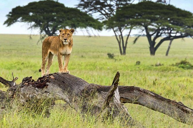 5 Day Serena Luxury Tanzania Safari - Day 1 at Tarangire: Baobabs, Swamps, and Elephant Herd Magnet Time