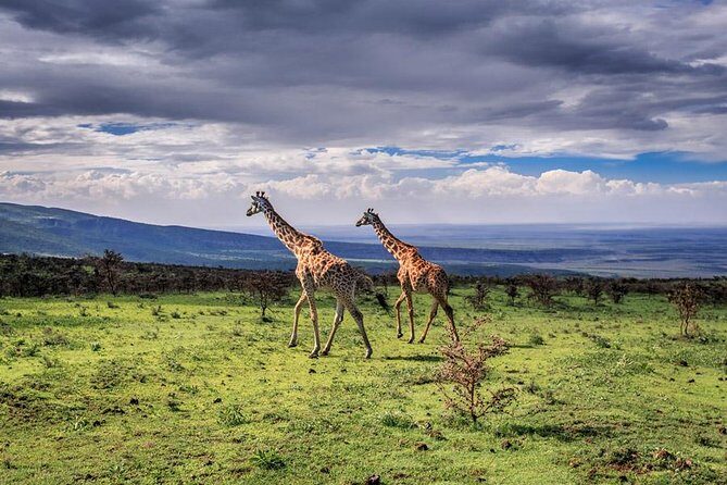 5 Day Serengeti Luxury Safari - Lodging at Ngorongoro Oldeani Mountain Lodge: comfort after a long drive