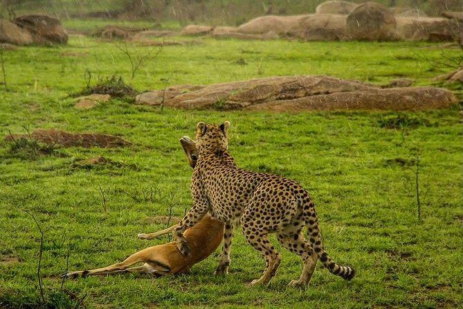 5 Day Serengeti Luxury Safari - Serengeti transfer through Karatu and the Ngorongoro Conservation Area
