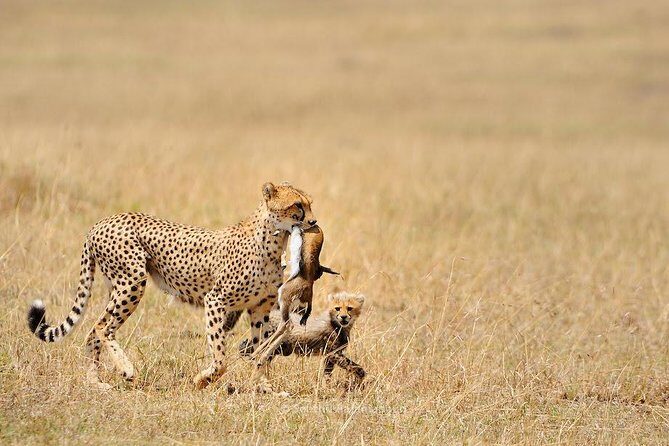 5 Day Serengeti, Tarangire, & Ngorongoro & Manyara Grass Root Safari. - The Northern Circuit shortcut: how this route gives value