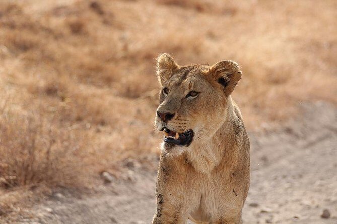 5 Day Serengeti, Tarangire, & Ngorongoro & Manyara Grass Root Safari. - Day 2: Through Ngorongoro Conservation Area to Serengeti Plains