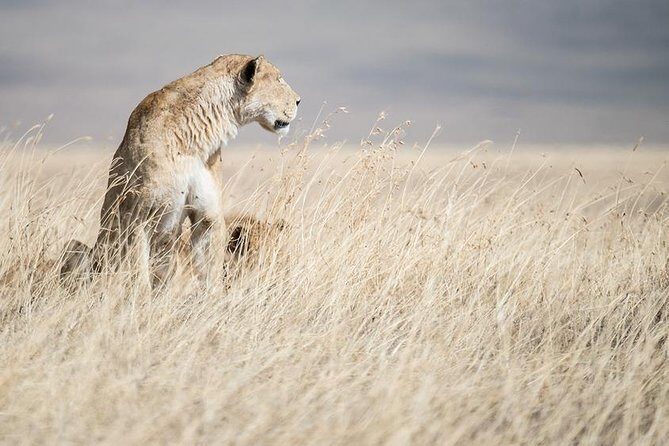 5 Day Serengeti, Tarangire, & Ngorongoro & Manyara Grass Root Safari. - Food and timing: the safari rhythm you’ll feel day to day