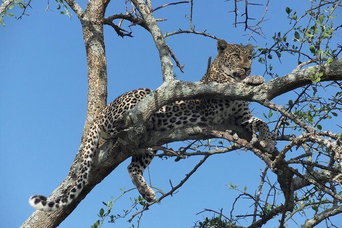 5 Day Serengeti, Tarangire, & Ngorongoro & Manyara Grass Root Safari. - Day 1: Landing at Tarangire and going straight to the elephants