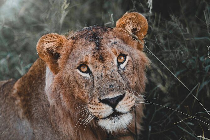 5 Day Tanzania Safari - Key takeaways before you go