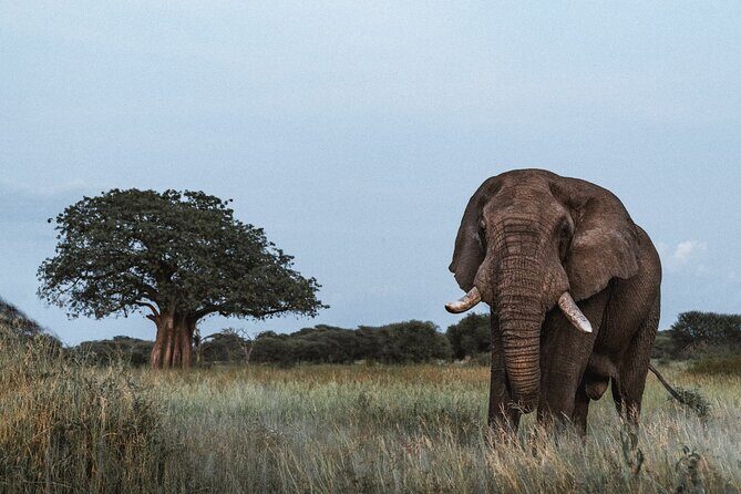 5 Day Tanzania Safari - Why Tarangire, Ngorongoro, and Serengeti is a winning mix