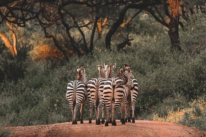 5 Day Tanzania Safari - Vehicle and comfort: what the Land Cruiser setup changes for you